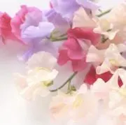 Lumiereの画像