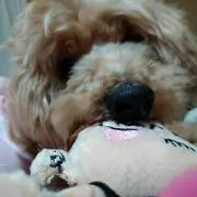 あんな