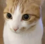 にゃるの画像