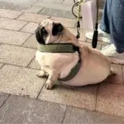 いぬ プロフ必読の画像