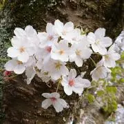 春さんの画像