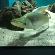 ピコデカヨの画像