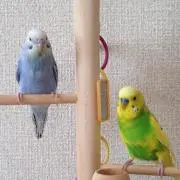 るいるい☆