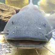 umiの画像