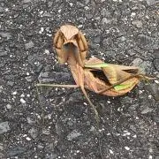 あいと