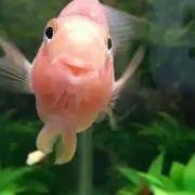 まないろ♪