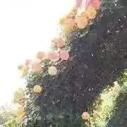 あひるの画像