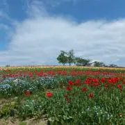 mituの画像