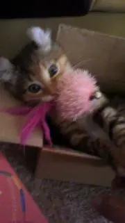 Monmoの画像