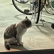 いかにかん