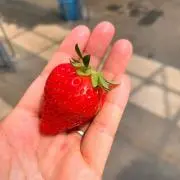 【発送8/1まで可能】いちごの画像