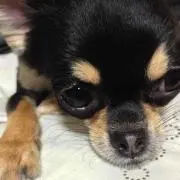 ぽよの画像