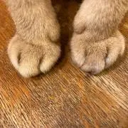 あけの画像