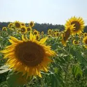 はせ