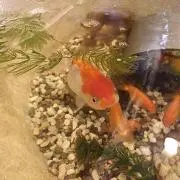 ルカの画像