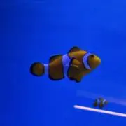 ✂️愛ai ai✂️の画像