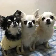 210クラウン エアバッグセンサー チャンバー - メルカリ