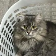 本好き亀太郎の画像