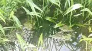 オリーブの画像