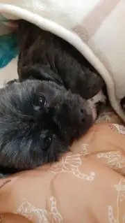 どんちゃんの画像