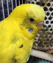 ちょこびちゃん