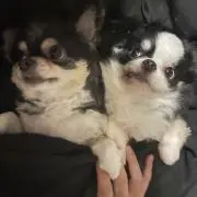 シャムの画像
