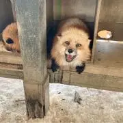 ハズキの画像