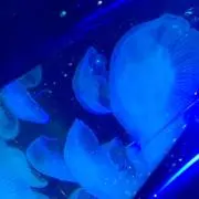 ❁くらげ❁の画像