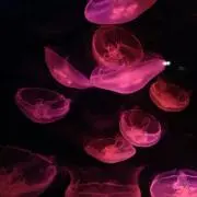 にやん