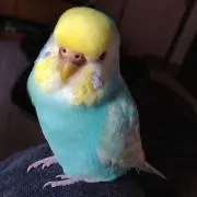 こたこたママ