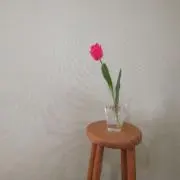 MINTの画像
