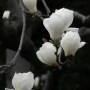 magnoliaの画像