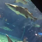 Eの画像