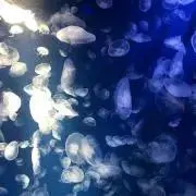 ぱいあーる