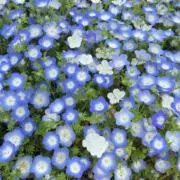 kaorinの画像
