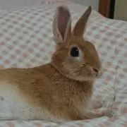 ミエルの画像