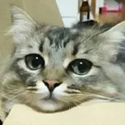 トーイ2