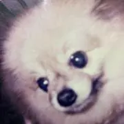 MP マイケルフェルプス スイミングバックパック - メルカリ