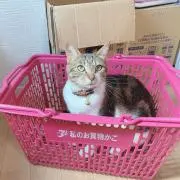 にしの画像