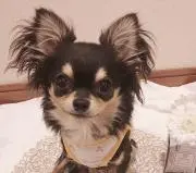 しいちゃん