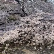 なつみの画像