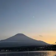 ハリネズミ