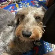ダックス