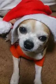 モッチの画像