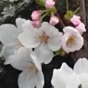 咲