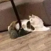 ポルナレフの画像