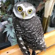 ギズモの画像
