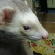 ネコマタの画像