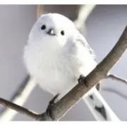 もちの画像