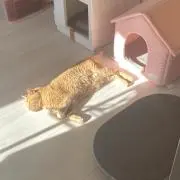 にゃん太ママ